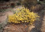 : - Acacia lineata