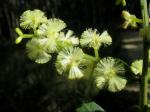 : - Acacia myrtifolia