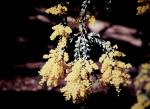 : - Acacia vestita