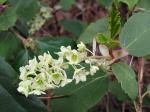 : - Ribes laurifolium