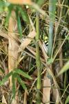 Bambus - Bambusa vulgaris