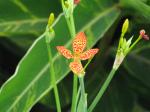 Leopardenblume - Iris domestica