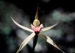 :-Caladenia fitzgeraldii