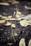: - Caladenia graminifolia