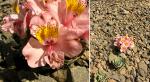 : - Alstroemeria umbellata
