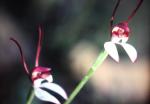 : - Caladenia menziesii