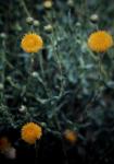 : - Calocephalus platycephalus