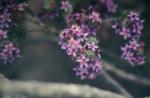 : - Calytrix strigosa