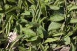Goldrute - Solidago flexicaulis