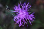 : - Centaurea biebersteinii