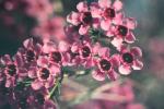 Hakiges Chamelaucium - Chamelaucium uncinatum