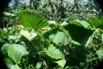 Taro-Colocasia esculenta
