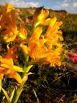 : - Chloraea alpina