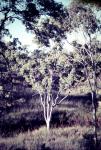 : - Corymbia papuana