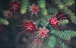 : - Darwinia oldfieldii