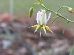 : - Dianella caerulea var. producta
