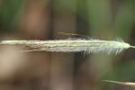: - Dichanthium sericeum