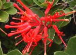 Chilenische Feuerbusch - Embothrium coccineum