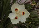 : - Dietes bicolor