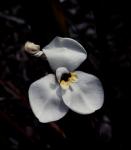 : - Diplarrena moraea