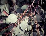 : - Eucalyptus alba