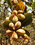: - Kageneckia oblonga