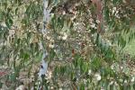 Blauer Eukalyptus - Eucalyptus globulus