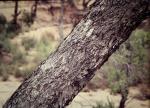 : - Eucalyptus similis
