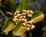 Lithraea caustica - Lithrea caustica