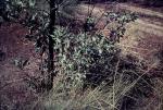 : - Gastrolobium grandiflorum