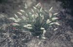 : - Johnsonia pubescens