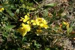 Kerrie - Kerria japonica