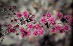 : - Kunzea parvifolia