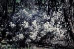 : - Leptospermum divaricatum