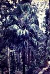 Australische Livingstonpalme - Livistona australis
