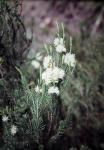 : - Melaleuca ericifolia