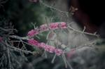 : - Melaleuca suberosa