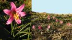 : - Rhodophiala rhodolirion