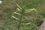 Geflügelter Tabak - Nicotiana alata
