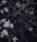 : - Olearia microphylla
