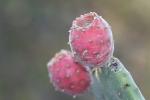 : - Opuntia tomentosa