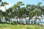 : - Pandanus tectorius