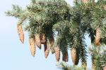 Stech-Fichte - Picea pungens