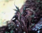 : - Pterostylis arenicola