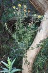 : - Pultenaea daphnoides