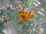 : - Pultenaea platyphylla