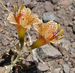 : - Alstroemeria versicolor