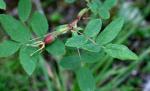 Nadel-Rose - Rosa acicularis