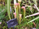 Kleine Schlauchpflanze - Sarracenia minor