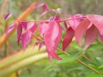 : - Syzygium luehmannii